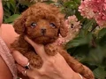 SEVİMLİ TOY POODLE YAVRUMUZ 