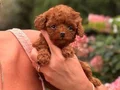 SEVİMLİ TOY POODLE YAVRUMUZ 