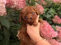 SEVİMLİ TOY POODLE YAVRUMUZ 