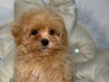 MALTİPOO CİNSİ YAVRULAR 