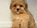 MALTİPOO CİNSİ YAVRULAR 