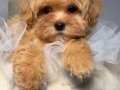 MALTİPOO CİNSİ YAVRULAR 