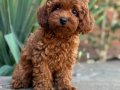 KIPKIRMIZI RED TOY POODLE YAVRUMUZ 