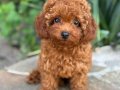 KIPKIRMIZI RED TOY POODLE YAVRUMUZ 