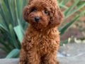 KIPKIRMIZI RED TOY POODLE YAVRUMUZ 