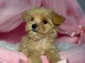 MALTİPOO CİNSİ YAVRULAR 