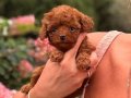 TOY POODLE SEVİMLİ YAVRULAR 