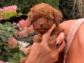 TOY POODLE SEVİMLİ YAVRULAR 