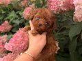 TOY POODLE SEVİMLİ YAVRULAR 