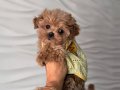 KAHVE TONLU MALTİPOO CİNSİ YAVRULAR 