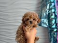 KAHVE TONLU MALTİPOO CİNSİ YAVRULAR 