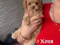 KAHVE TONLU MALTİPOO CİNSİ YAVRULAR 
