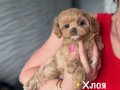 KAHVE TONLU MALTİPOO CİNSİ YAVRULAR 