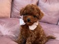 TOY POODLE SEVİMLİ YAVRULAR 