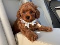 TOY POODLE SEVİMLİ YAVRULAR 