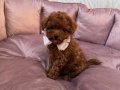 TOY POODLE SEVİMLİ YAVRULAR 