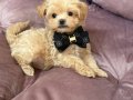 MALTİPOO CİNSİ YAVRULAR 