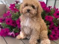 MALTİPOO CİNSİ YAVRULAR 