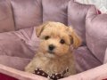 MALTİPOO CİNSİ YAVRULAR 