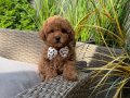 TOY POODLE SEVİMLİ YAVRULAR 
