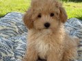 MALTİPOO CİNSİ YAVRULAR EV ÜRETİMİ 