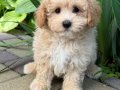 MALTİPOO CİNSİ YAVRULAR EV ÜRETİMİ 