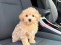 MALTİPOO CİNSİ YAVRULAR EV ÜRETİMİ 