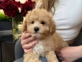 MALTİPOO CİNSİ YAVRULAR EV ÜRETİMİ 