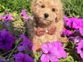 MALTİPOO CİNSİ YAVRULAR EV ÜRETİMİ 