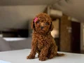 KIPKIRMIZI RED TOY POODLE SEVİMLİ YAVRULAR 