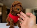 KIPKIRMIZI RED TOY POODLE SEVİMLİ YAVRULAR 