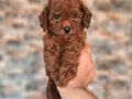 KIPKIRMIZI RED TOY POODLE SEVİMLİ YAVRULAR 