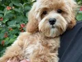 KAHVE TONLU MALTİPOO CİNSİ 
