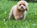 KAHVE TONLU MALTİPOO CİNSİ 