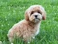 KAHVE TONLU MALTİPOO CİNSİ 