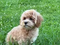 KAHVE TONLU MALTİPOO CİNSİ 
