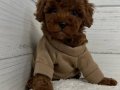 TOY POODLE SEVİMLİ YAVRULAR 