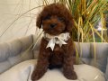 TOY POODLE SEVİMLİ YAVRULAR 