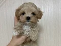 MALTİPOO CİNSİ YAVRULAR EV ÜRETİMİ 