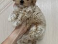 MALTİPOO CİNSİ YAVRULAR EV ÜRETİMİ 