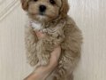 MALTİPOO CİNSİ YAVRULAR EV ÜRETİMİ 