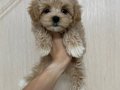 MALTİPOO CİNSİ YAVRULAR EV ÜRETİMİ 