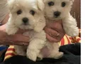 MALTESE TERRİER CİNSİ YAVRULAR 