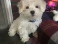 MALTESE TERRİER CİNSİ YAVRULAR 