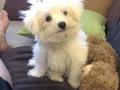 MALTESE TERRİER CİNSİ YAVRULAR 