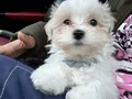 MALTESE TERRİER CİNSİ YAVRULAR 