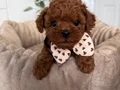 KIPKIRMIZI RED TOY POODLE SEVİMLİ YAVRULAR 