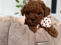 KIPKIRMIZI RED TOY POODLE SEVİMLİ YAVRULAR 