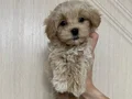 KAHVE TONLU MALTİPOO CİNSİ YAVRULAR 