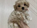 KAHVE TONLU MALTİPOO CİNSİ YAVRULAR 